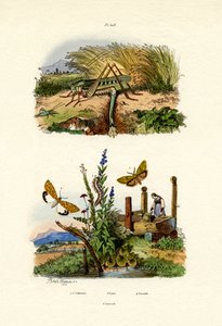 Papillon de la chenille à tente